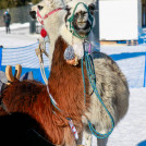 Die Stargäste des Tages: Eine Gruppe Lamas.