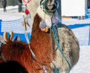 Die Stargäste des Tages: Eine Gruppe Lamas.