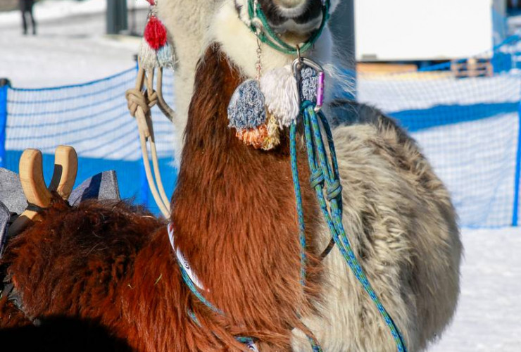 Die Stargäste des Tages: Eine Gruppe Lamas.