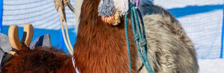 Die Stargäste des Tages: Eine Gruppe Lamas.