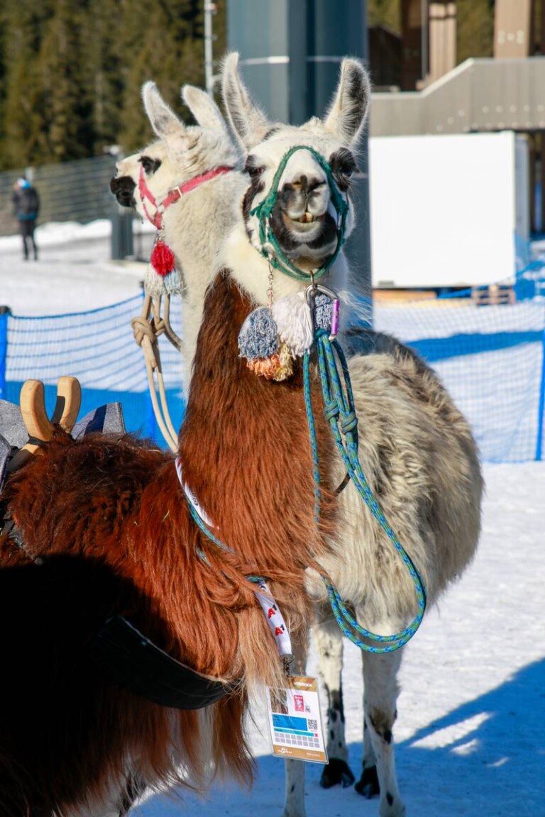 Die Stargäste des Tages: Eine Gruppe Lamas.