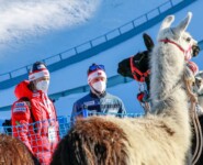 Wenn man nicht springen kann, muss man sich anderweitig beschäftigen: Die norwegischen Trainer Tom Hilde und Carlo Brömel machen Bekanntschaft mit Lamas.