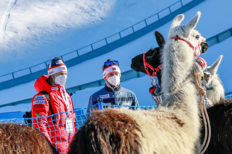 Wenn man nicht springen kann, muss man sich anderweitig beschäftigen: Die norwegischen Trainer Tom Hilde und Carlo Brömel machen Bekanntschaft mit Lamas.